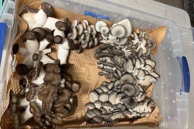 Mycoremediation�s Control of Soil Metals