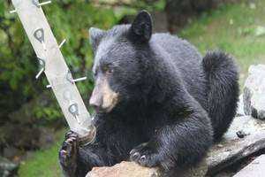 The Effects of Increasing Bear Activity at The Bent of the River