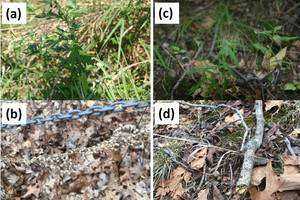 Invasive Plants at Oswegatchie Hills