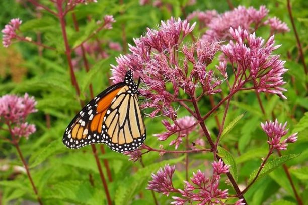 A Tale of Two Preserves: Plant Diversity and Pollinator Abundance