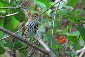 Environmental Impact on Ovenbird Song Frequency