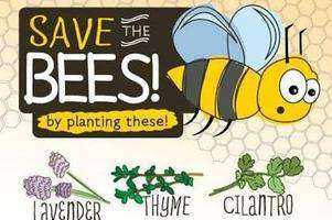 Educating Middle and High School Students About the Importance of Bees