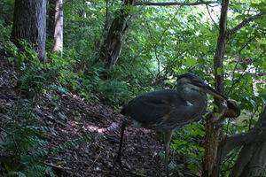 Monitoring Wildlife Activity Patterns in Great Hollow Nature Preserve