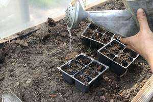 Encouraging Gardening for All Abilities by Rehabilitating a Seed Table at Pillwillop Therapeutic Farm