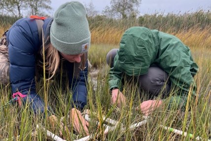 How does salt marsh sediment addition effect burrow distribution of the Atlantic Marsh Fiddler Crab?