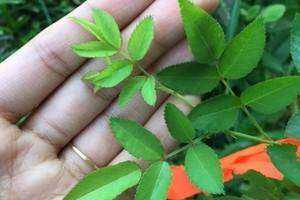 Chlorophyll Levels in Multiflora Roses Throughout the Seasons