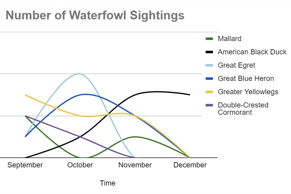 Observing the Migration Patterns of New England Waterfowl