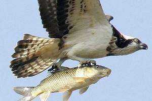 Past and Current Status of Osprey on the Connecticut River
