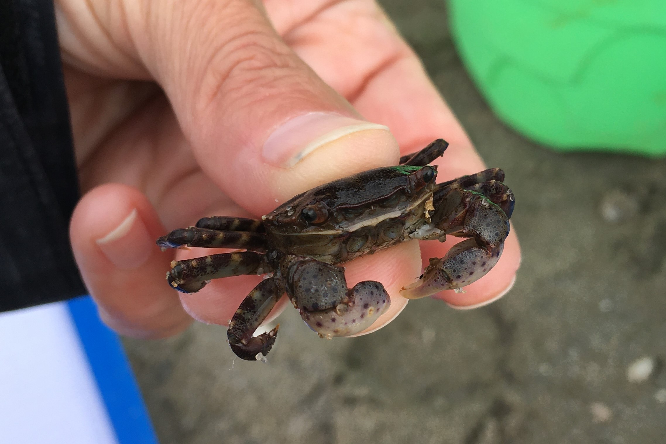 Surveying Asian Shore Crabs in Fairfield, Connecticut