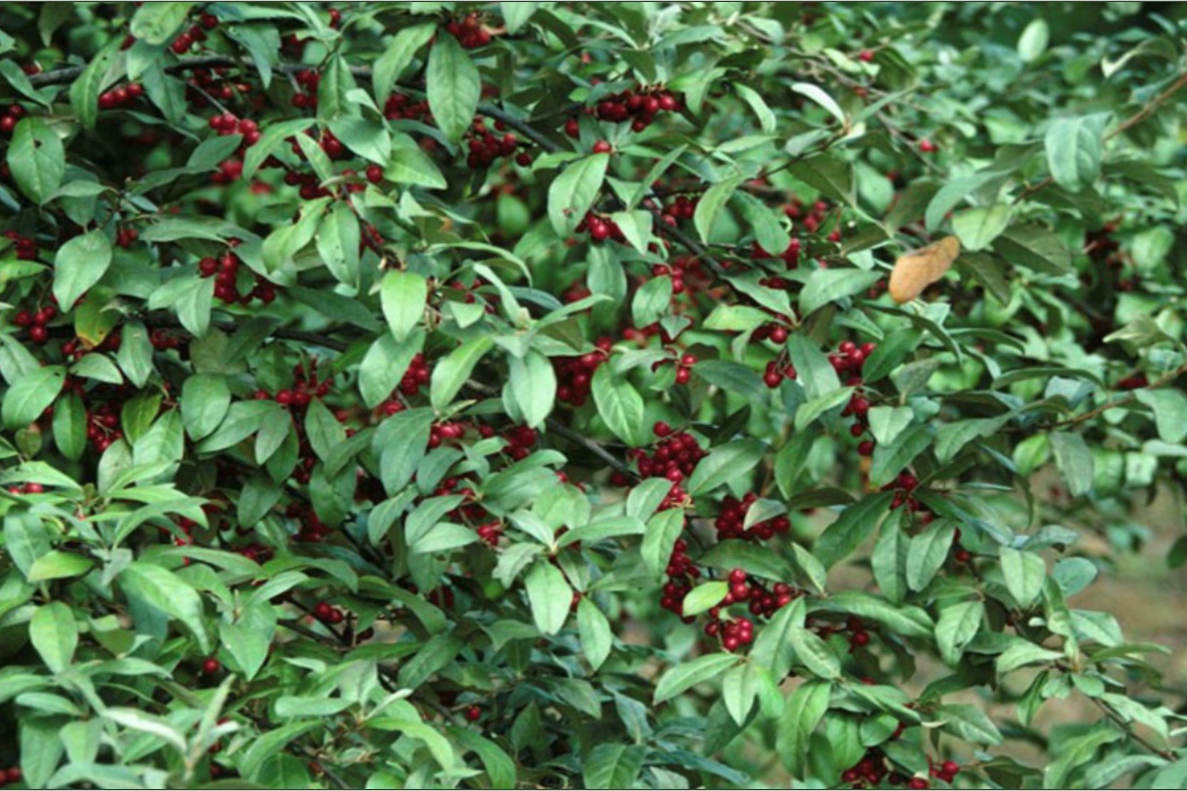 Invasive Plant Species in North Branford