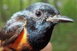 Birding the Audrey and Robert Tobin Preserve
