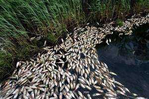 The Importance of Dissolved Oxygen in the Long Island Sound
