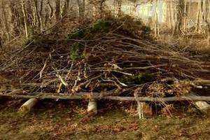 Building Brush Piles at the Essex Land Trust