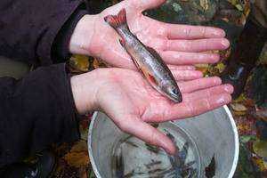 What Kind of Biodiversity Swims at Great Hollow?