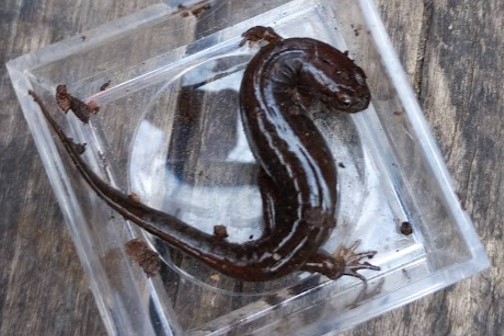 Learning to Love Reptiles and Amphibians