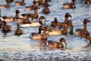 Bird Biodiversity of Sandy Point Bird Sanctuary in Winter