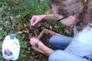 Examining the effects of tree canopy and Japanese Barberry management on Asian Jumping Worms at White Memorial