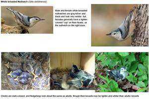 Bird ID Cards