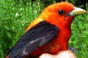 Avian Ambassadors: Getting to Know the Birds that Utilize Skiff Mountain Preserve