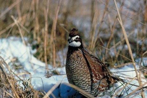 Avian Archives: An Insight into Changing Bird Populations in New Canaan