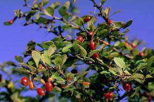 Oriental Bittersweet and Japanese Barberry Invasive Species Identification at Veterans Memorial Park in Watertown CT