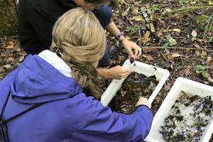 Exploring Volunteer Accuracy in the RBV Program