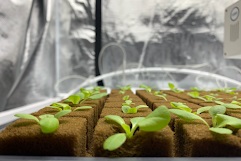 Changing Lettuce Growth Methods Could Change the Way We Eat