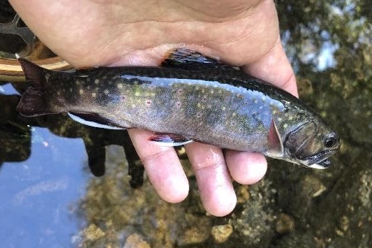 Town Farm Brook - Mapping the Future of Restoration on a Native Brook Trout Stream