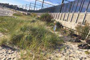 Effectiveness of American Beachgrass for Coastline Restoration
