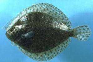 The Flounder in the Long Island Sound