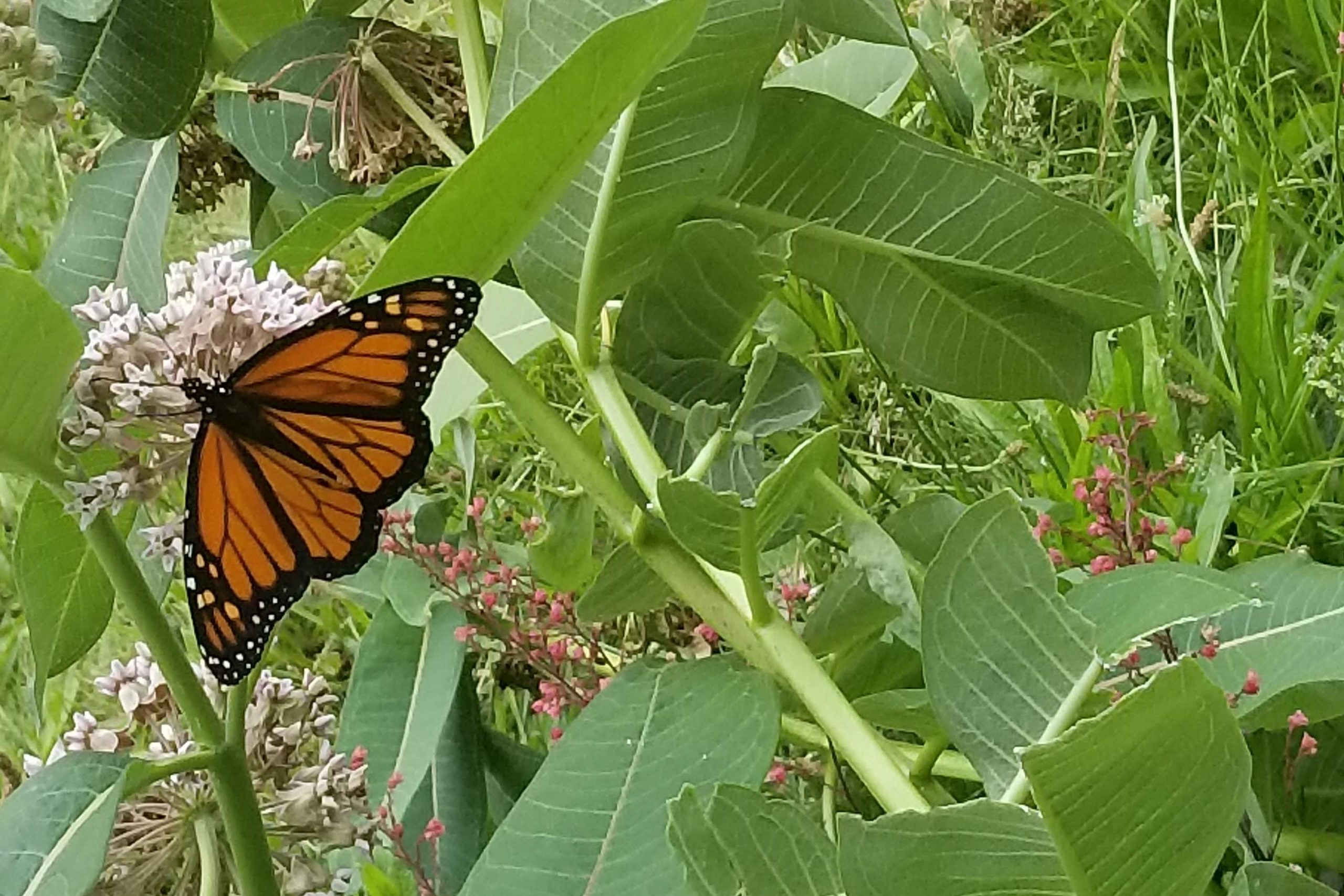 Litchfield Pollinator Pathway