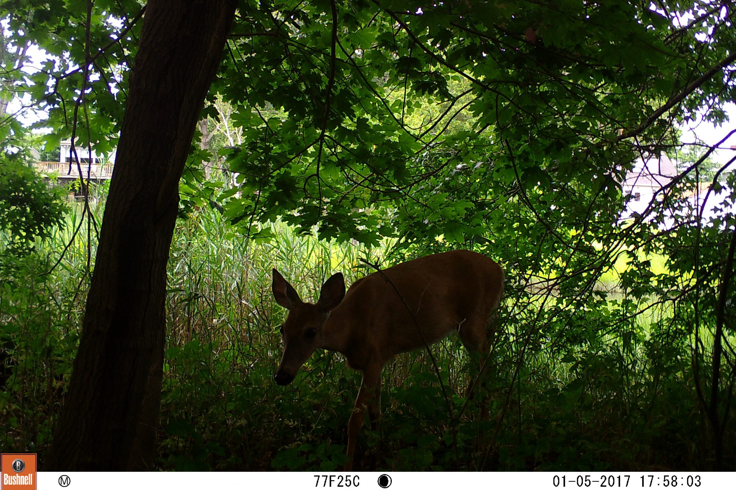Bountiful Biodiversity of Ash Creek
