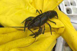 Exploring Macroinvertebrates at McLean Game Refuge in Granby