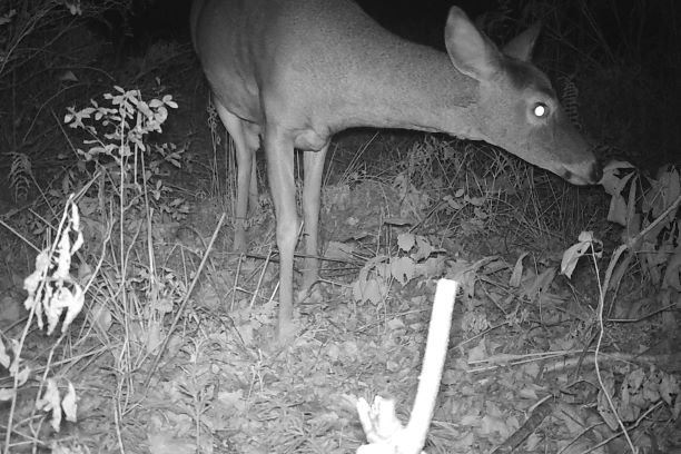 Experience Roraback Wildlife Management Area