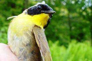 Operation Bird Song: Engaging Local Citizen Scientists to Record Avian Vocalizations to Improve Habitat Management on Land Trust Properties