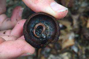 Invasive Earthworm Impact on Red-backed Salamanders