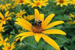 Hebron Gardens & Trails:  Encouraging the Local Community to Get Outside