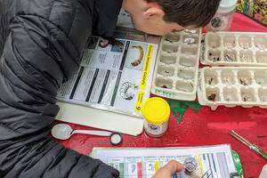 Aquatic Insect Sampling in Glastonbury