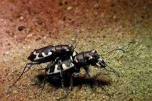 Learning the Secrets of the Cicindelidae